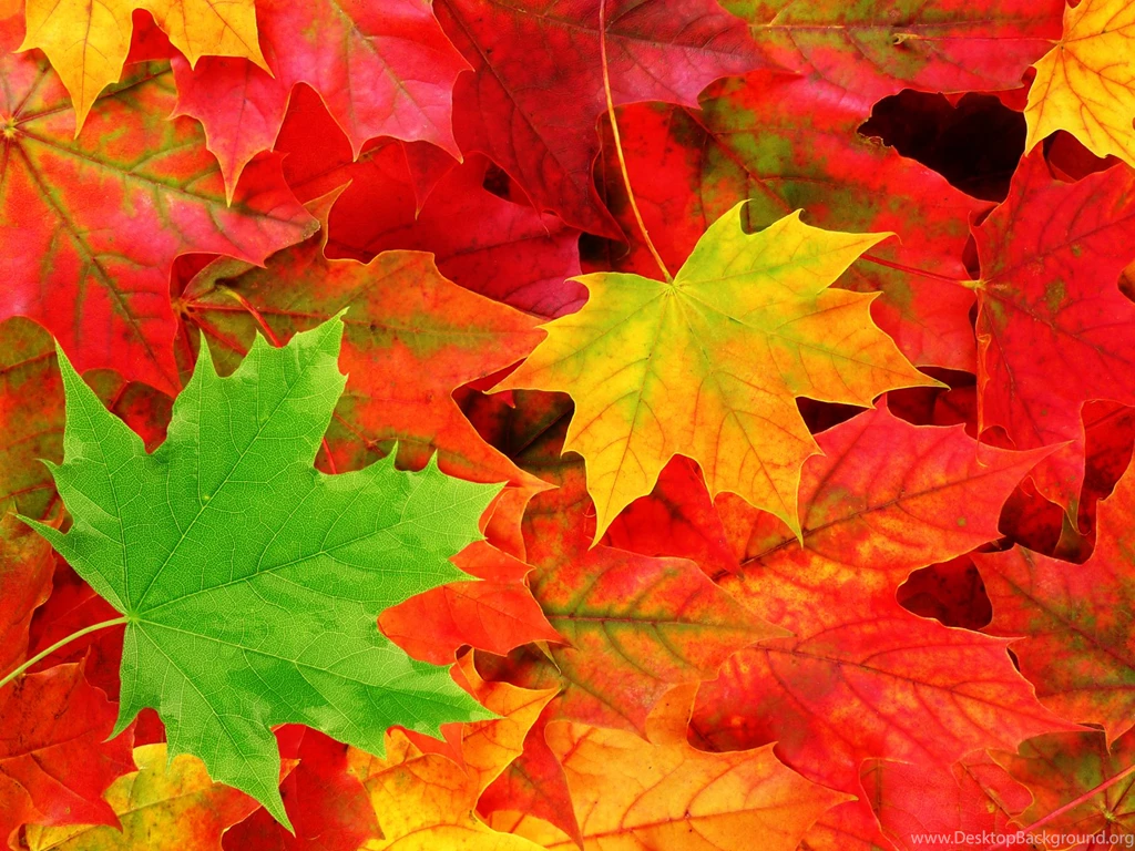 Autumn Leaves Images.png