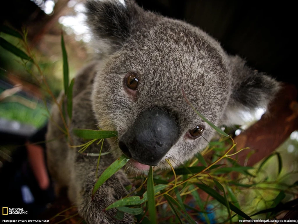 Koala Picture – Animal Wallpapers National Geographic Photo Of ...
