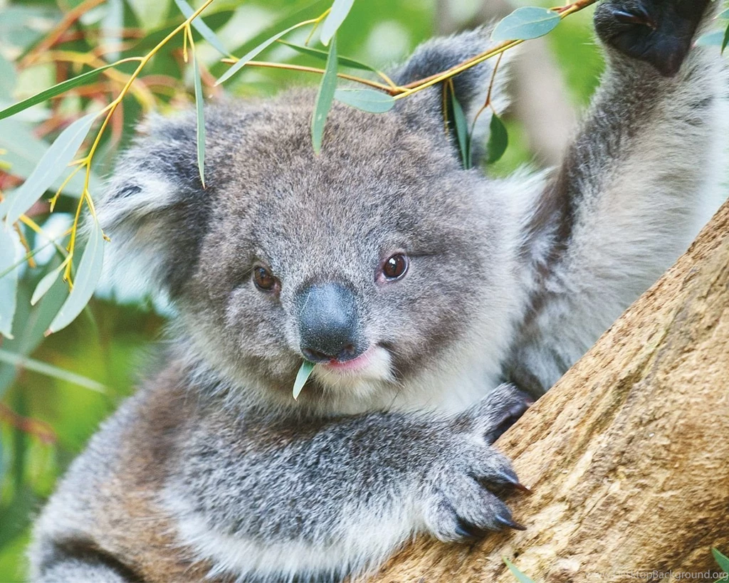 Koala Australia Wallpapers (32220219) Fanpop