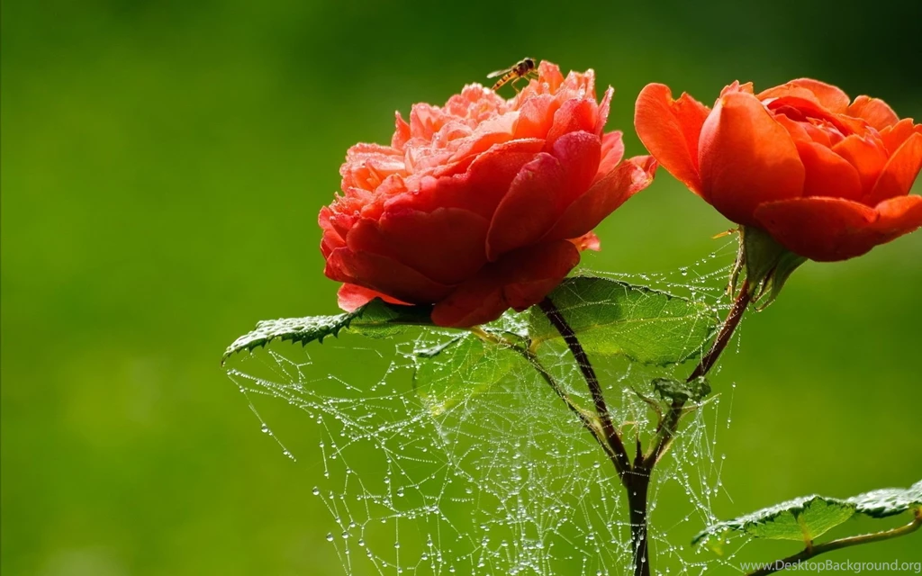 Wallpapers For PC Download HD Wallpapers Pretty