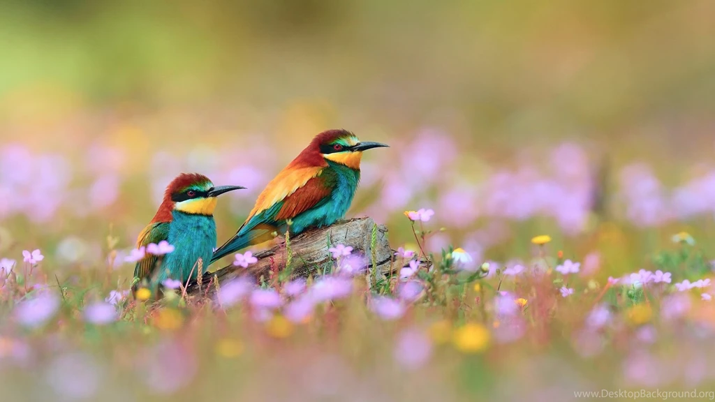 Free Download Full Hd PC Hd Wallpapers 3D