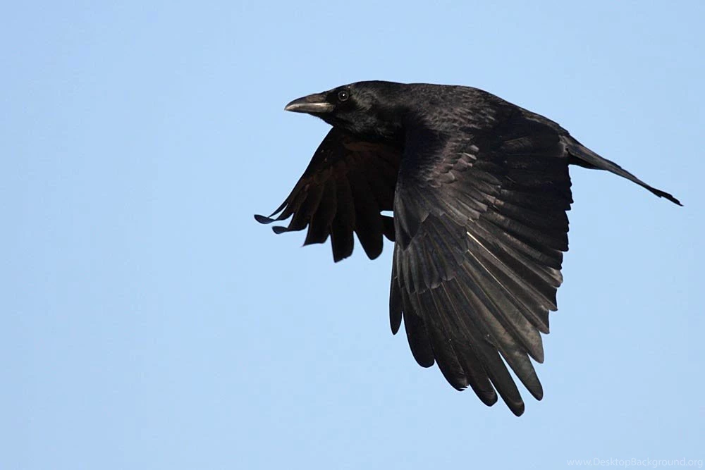 Crow Wallpapers Animals Town