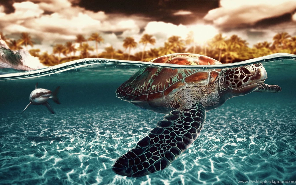 Seaturtle Shark Wallpapers