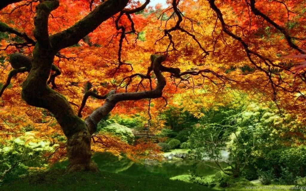 Fall Pictures Wallpapers Archives , New Wallpapers, New Wallpapers
