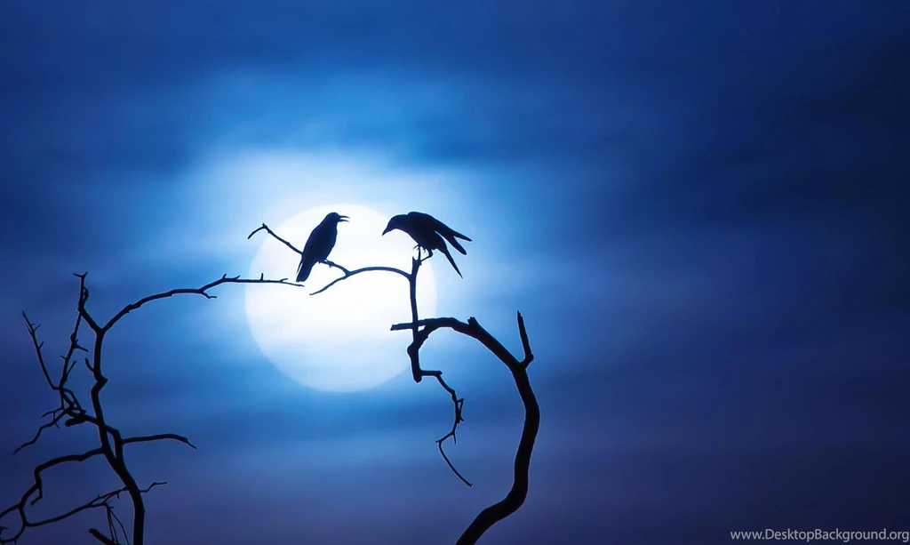 Wild Animal Wallpapers, Animal Kingdom, Animal Planet, Desktop ...