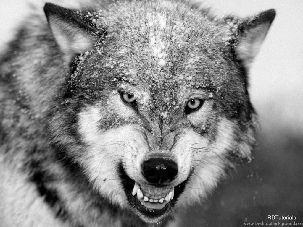 Black And White Wolf Pictures Desktop Backgrounds