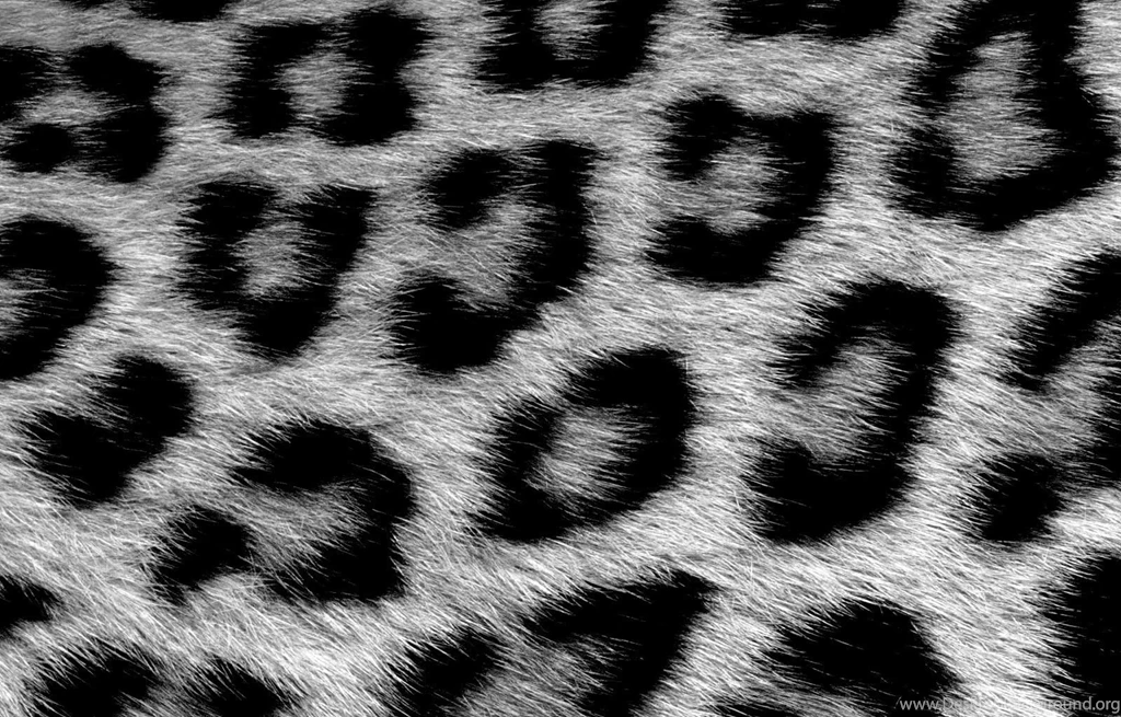 White Leopard Wallpapers