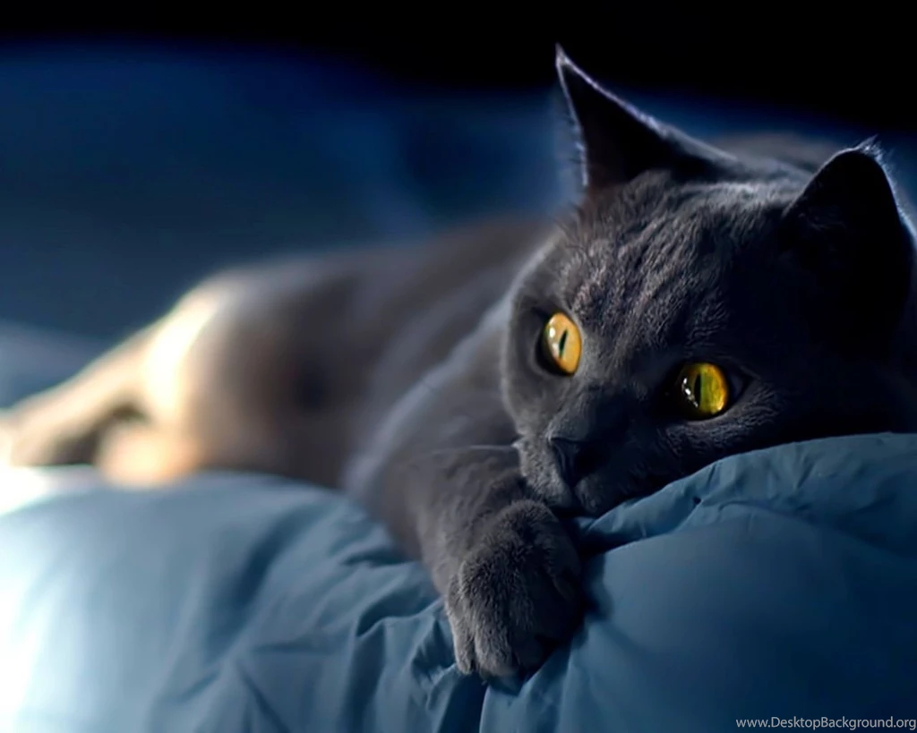 Why'd You Wake Me? Wallpapers Cats Wallpapers (28363059) Fanpop