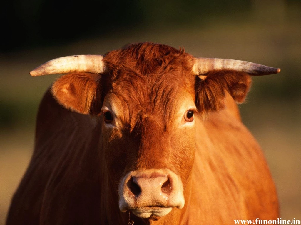 Bull Wallpapers, Angry Bull HD Wallpapers, Download Bulls Wallpapers