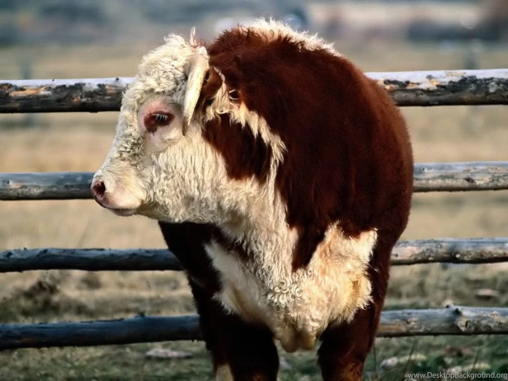 Desktop Wallpapers · Gallery · Animals · Bull