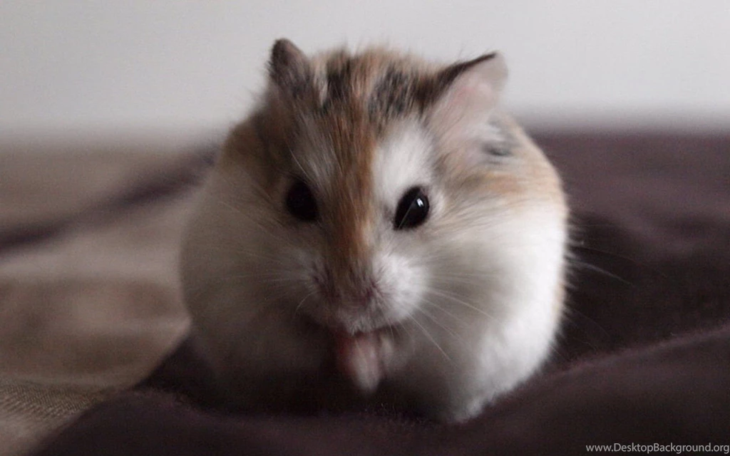 Hamster Wallpapers Picture