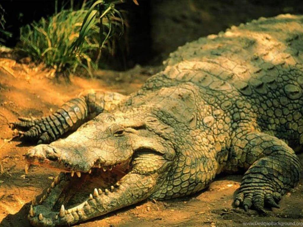 Crocodile Wallpapers Animals Town Desktop Background