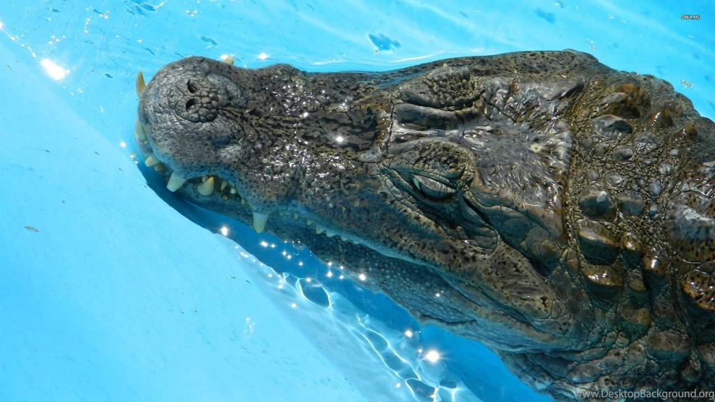 Crocodile Wallpapers Animal Wallpapers