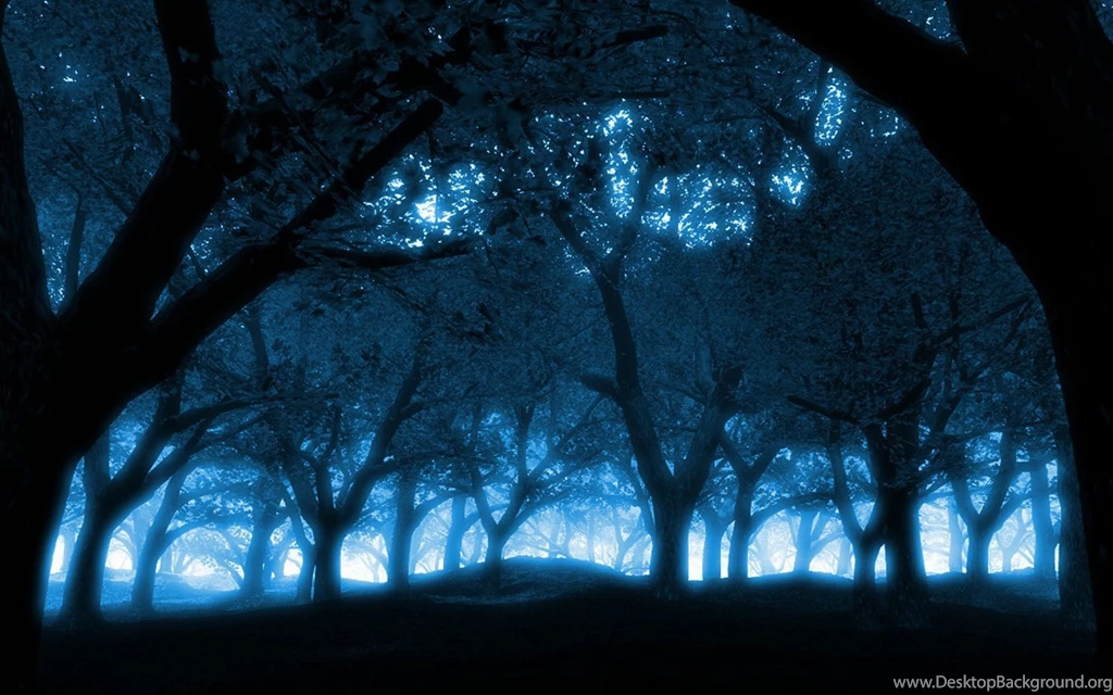 Blue, Black, Trees, Dark, Forest, Sunlight :: Wallpapers