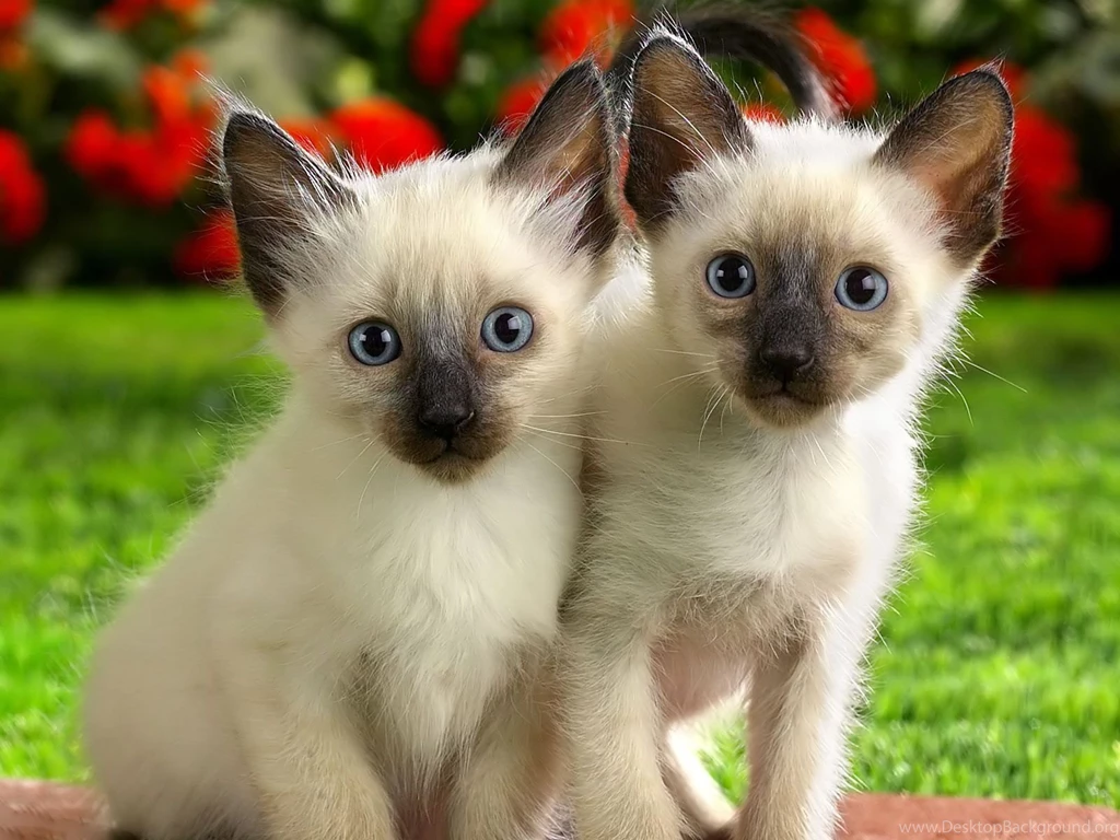 Ragdoll Cats HD Wallpapers