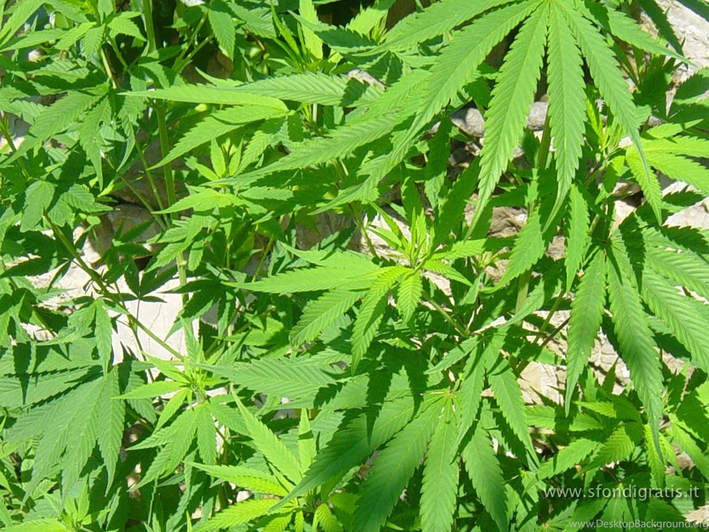 Marijuana Wallpapers Marijuana Wallpapers (260893) Fanpop