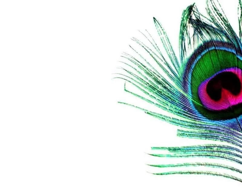 Peacock Feather Wallpapers