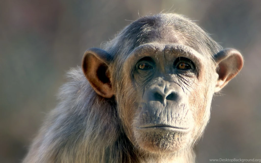 Monkey Computer Wallpapers, Desktop Backgrounds