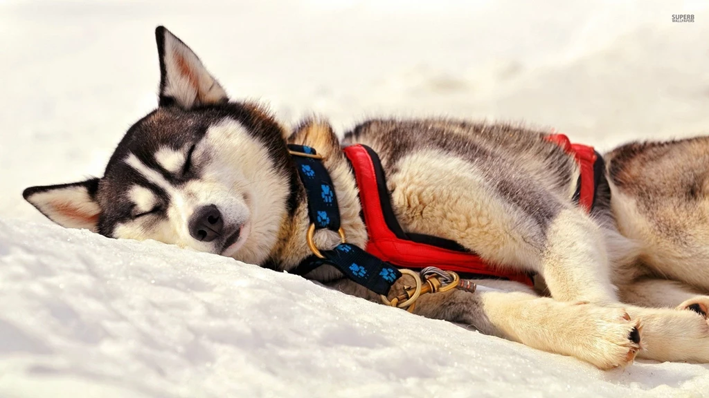 Sleeping husky 27400 1920x1080.jpg