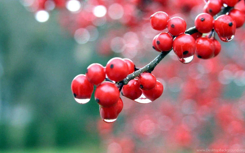 Red Fresh Barries Wallpapers 3761 1920x1440 1629715