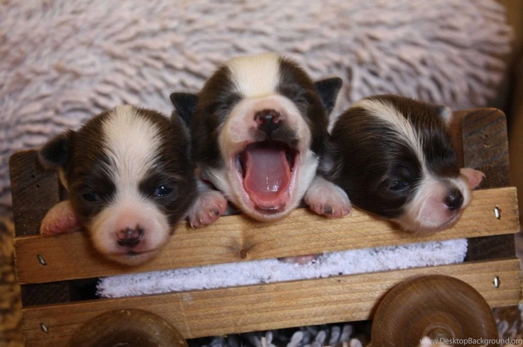 Chihuahua Puppies Baby Wallpapers