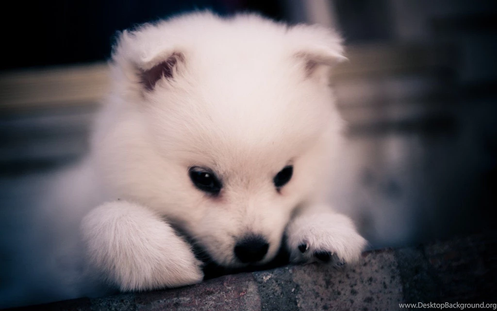 Dog Dogs Puppy Baby Puppies G Wallpapers