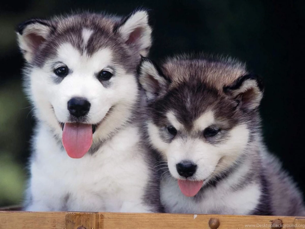 Baby Siberian Husky Wallpapers Wallpaper.