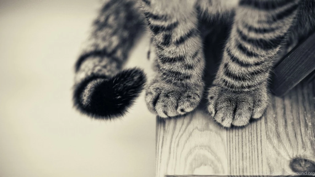 Cats Paws HD Wallpapers