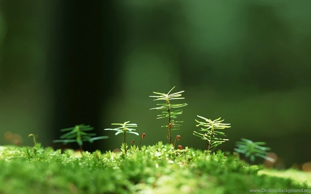 Animated Desktop Wallpapers , New Wallpapers, New Wallpapers