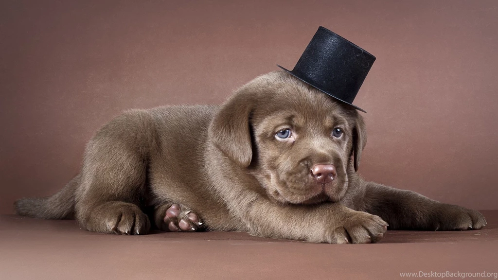 Mac iMac 27 Puppy Wallpapers HD, Desktop Backgrounds 2560x1440 ...