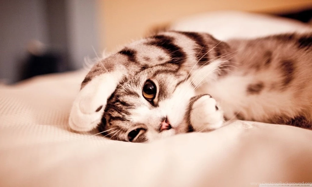 Funny Lazy Cat HD Desktop Wallpapers : Widescreen : High Definition ...