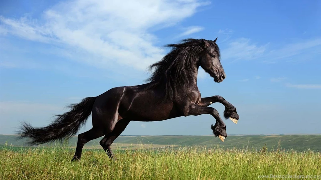 Free Horse HD Wallpapers