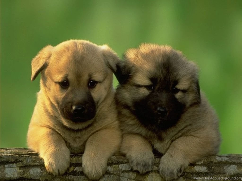 Download Cute Puppies The Free Two Wallpapers 1024x768