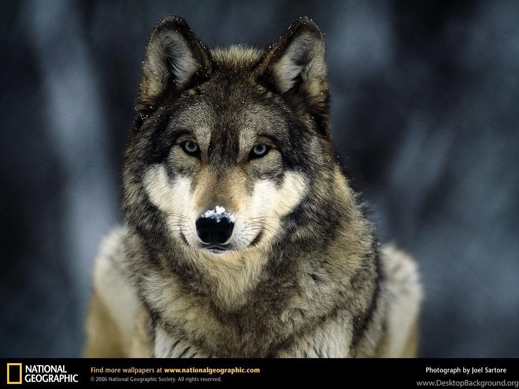 Grey Wolf In The Snow Wolves Wallpapers (4966029) Fanpop