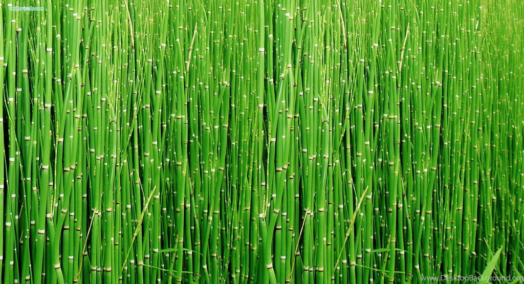 Bamboo Wallpaper_hd Wallpaper_download Free Wallpapers
