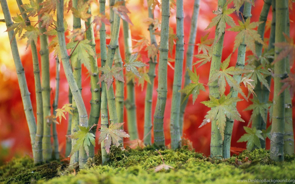 2560x1600 Bamboo Desktop PC And Mac Wallpapers