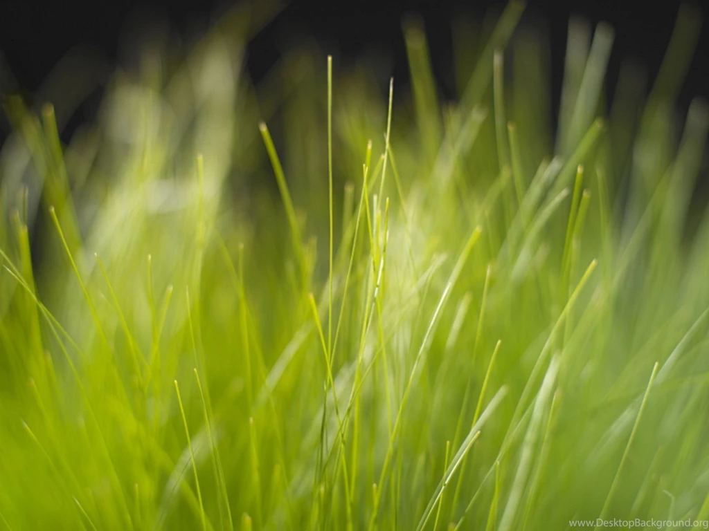 430 Grass HD Wallpapers
