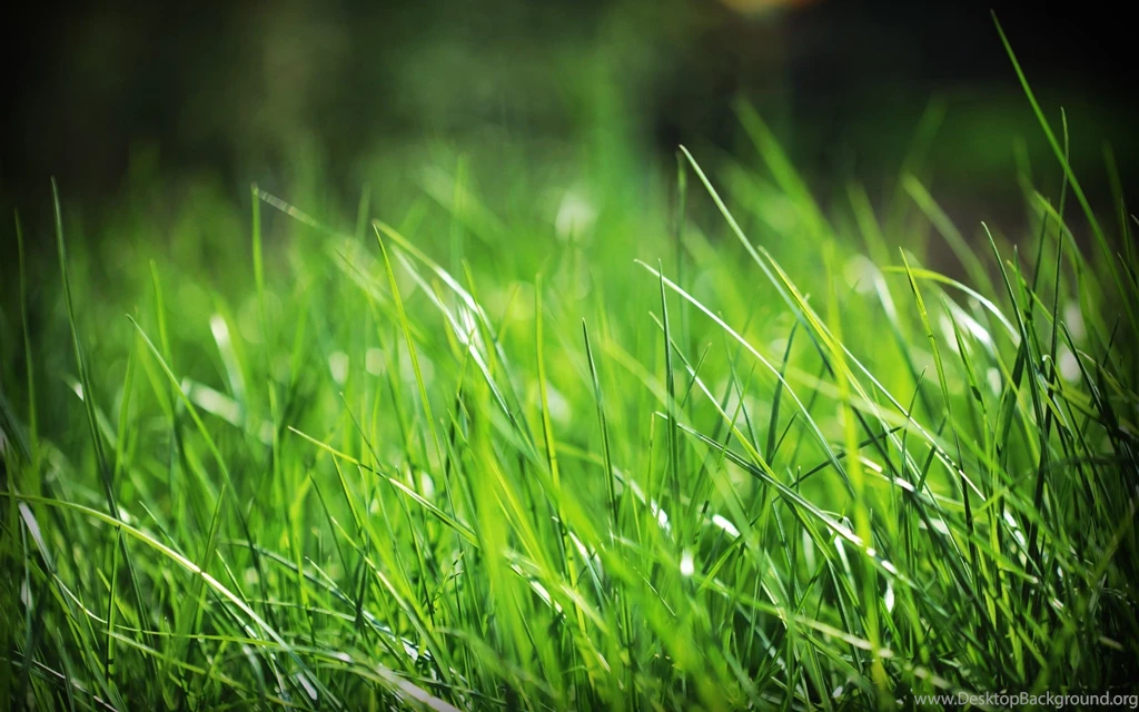 Green Grass Desktop Wallpapers , New Wallpapers, New Wallpapers