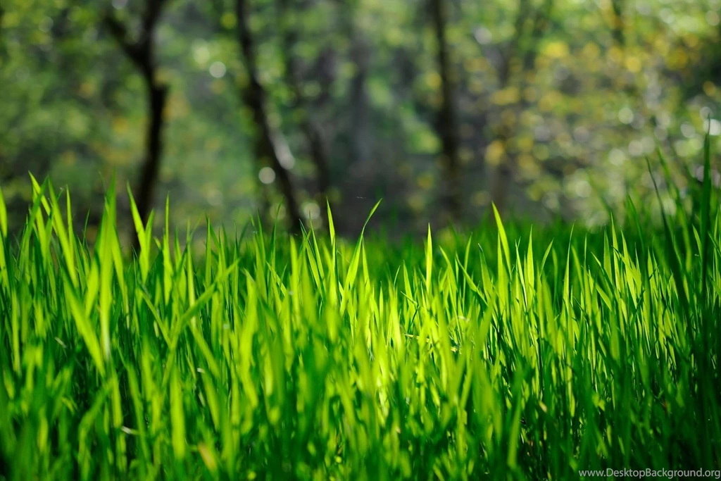 Grass Wallpapers Hd Wallpapers