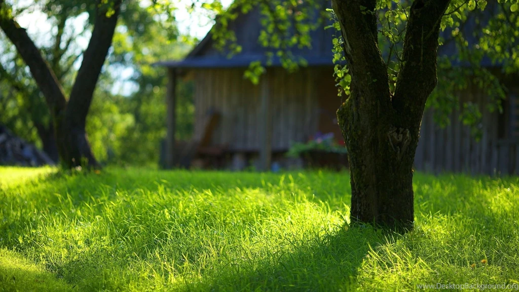 Summer Garden Green Grass Wallpapers HD