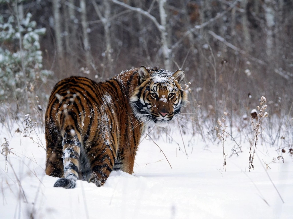 Tiger In Snow Wallpapers