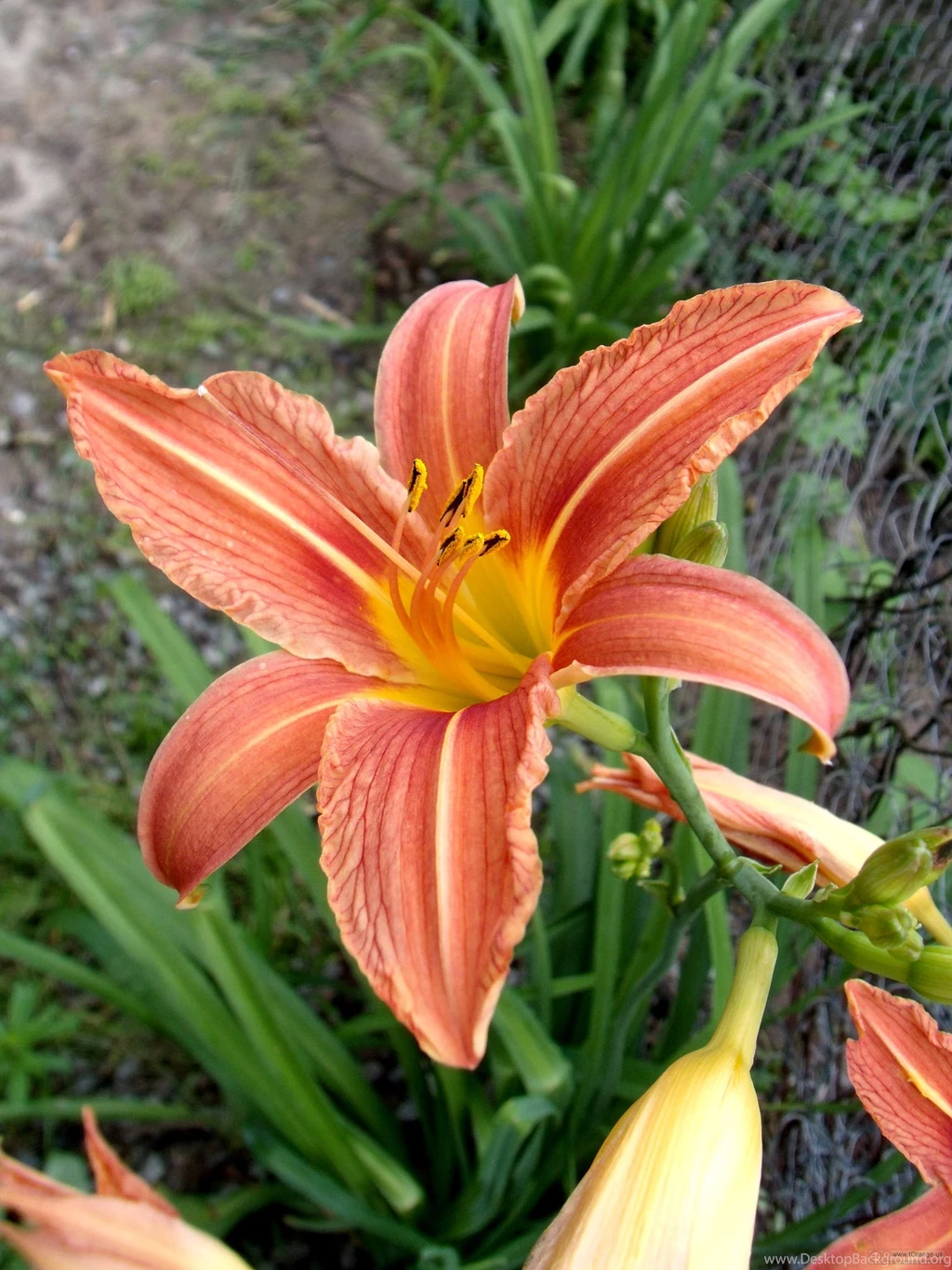Flower Lily. Wallpapers For Desktop Photo. Image № 9774