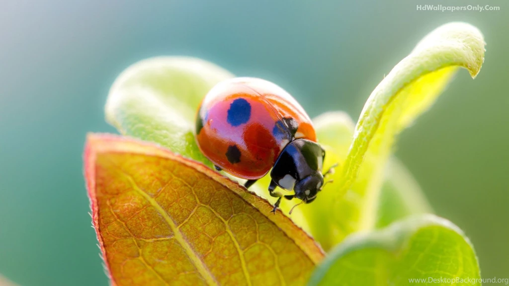 Free Wallpapers Hd 1080P Wallpapers Wallpapers HD Wide