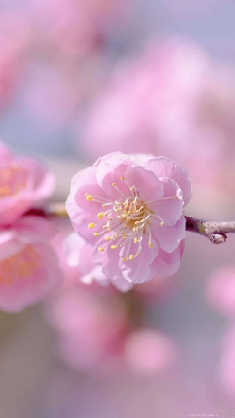 Download Wallpapers 750x1334 Flower, Spring, Plant, Petals, Pink ...
