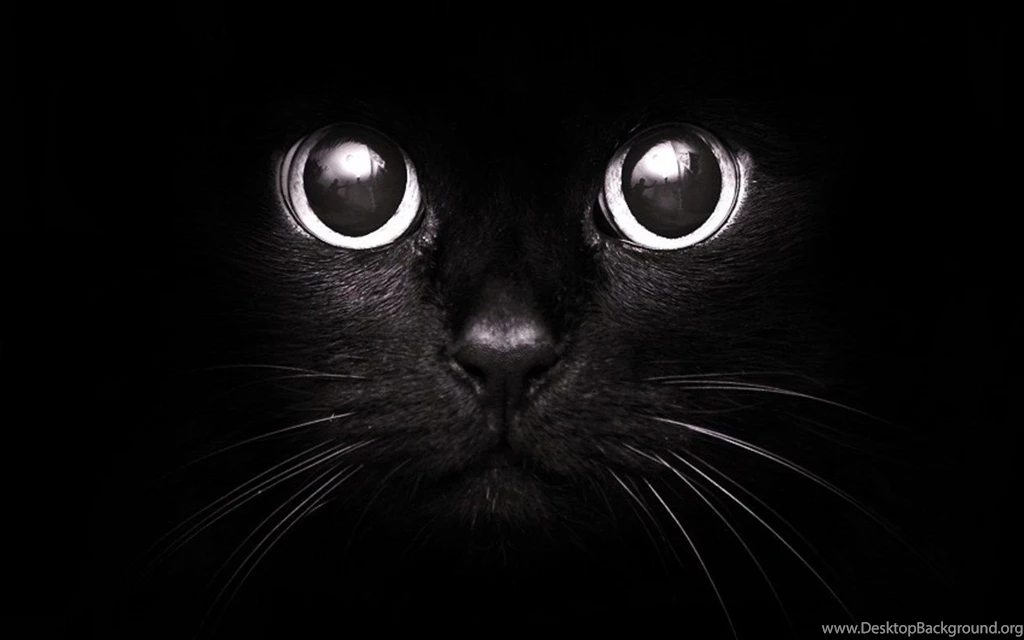 Cute Kitten Kittens Wallpapers 16096159 Fanpop PowerballForLife