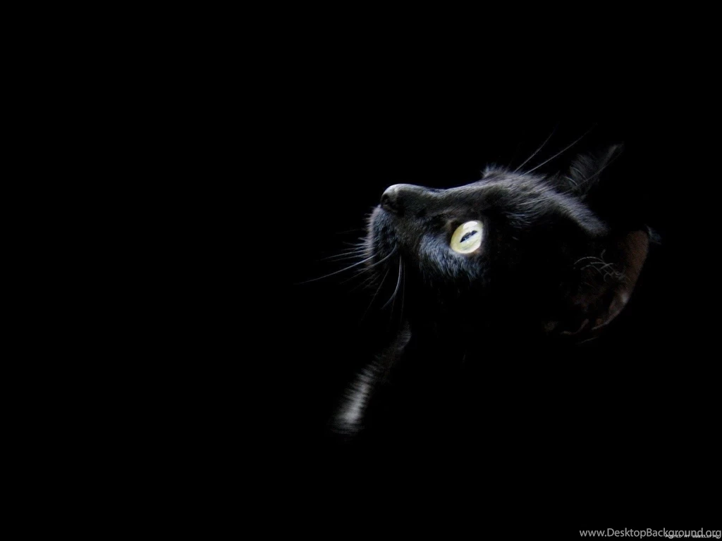 Amusing Kitten On A Black Backgrounds Wallpapers And Images ...