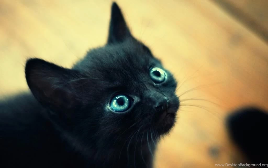 Black Kitten Black Cats Wallpapers (31509000) Fanpop