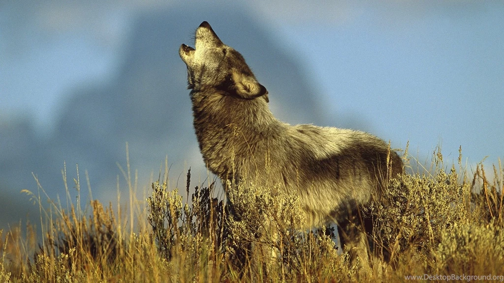Desktop hd wolfs images.jpg