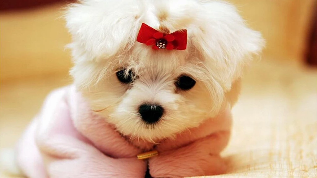 Free Puppy Desktop Wallpapers