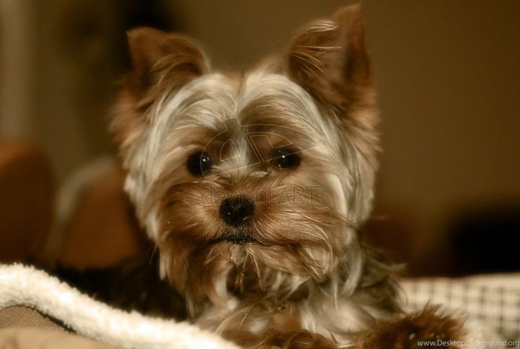 Yorkshire Terrier Pictures 13 Free Wallpapers DogBreedsWallpapers.com
